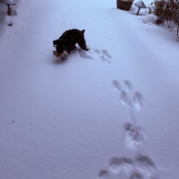 arielle_bernese